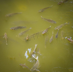 游泳静态摄影照片_在水面上游泳的罗非鱼鱼生活在自然的氧气在夏天的日子/淡水鱼 
