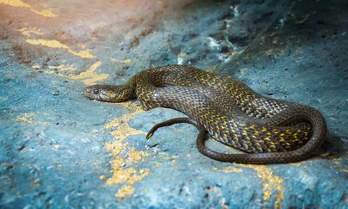 黄斑凯尔背/猛烈躺在岩石上的异色蛇