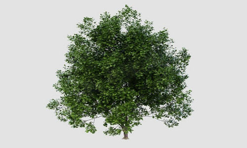 大宏基marcophillum树在孤立的白色背景。自然与客体概念。3D插图渲染