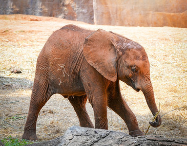 大象象摄影照片_野生动物保护区农场里的皮肤上沾着泥巴的可爱小象/小象在地上玩耍
