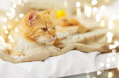 室内冬天摄影照片_宠物和hygge概念—红色花斑猫躺在毯子在家里在冬天。红色花斑猫躺在毯子在家里在冬天