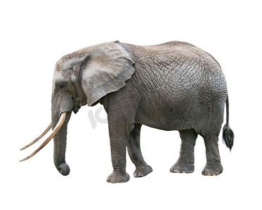 大象大全摄影照片_非洲大象孤立在白色背景