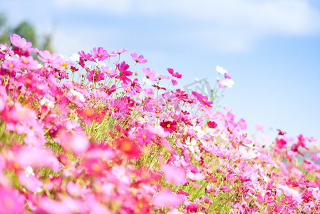 五颜六色的粉红色花宇宙在花园在新鲜明亮的蓝天背景/美丽的宇宙花在自然界 
