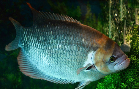 鱼缸钓鱼摄影照片_巨大的红尾巴gourami鱼游泳水下水族馆在鱼缸/Gourami Ojourronemus Goramy