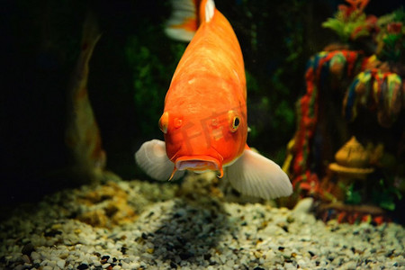在水下游泳的橙色鲤鱼/锦鲤
