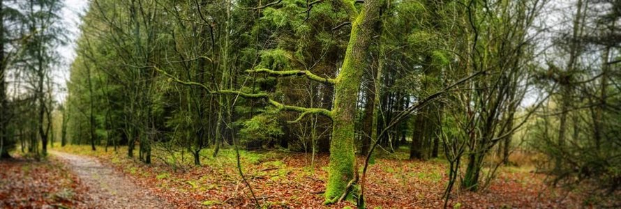 森林全景风景与一棵树覆盖绿色苔藓在秋天