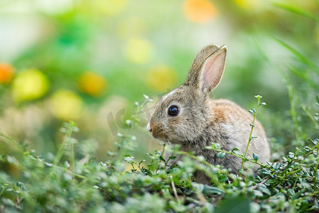 可爱的兔子坐在绿地春天的草地上/复活节兔子在草地和花朵上寻找复活节彩蛋户外自然背景