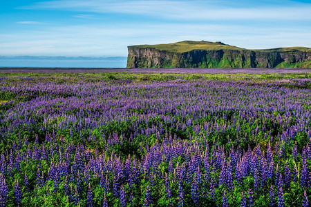 冰岛维克的羽扇豆花田。阿拉斯加羽扇豆大片风景。