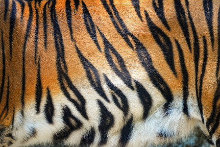 背景纹理黑色摄影照片_老虎图案/美丽的真正孟加拉虎纹理皮肤黑橙色条纹图案背景
