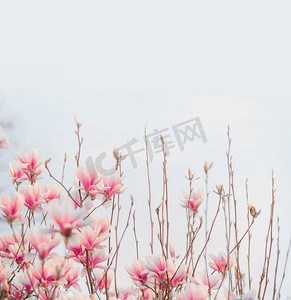 可爱的粉红色花朵。春天的自然。spring blossom