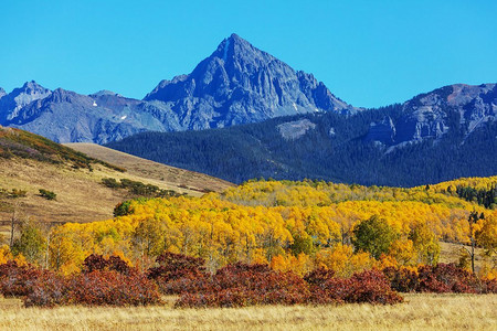 五颜六色的黄色秋天在科罗拉多州，美国。秋天的季节。