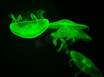 海月水母绿色游泳海洋生物水下海洋在黑色背景  