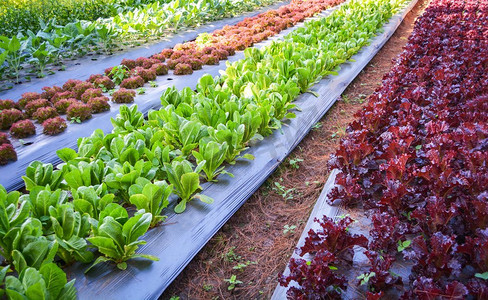 绿色蔬菜园田间种植中国羽衣甘蓝绿和红橡生菜沙拉在有机种植农场 