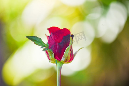 情人巧克力摄影照片_红玫瑰花情人节自然背景的情人概念—芽玫瑰新鲜