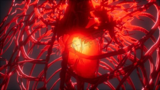 血管系统和心脏