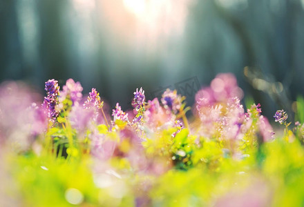 春背景摄影照片_美丽的春天在森林里。季节性自然背景。