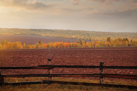 伊尔库茨克的田野和森林。俄罗斯风景画