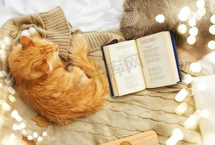 宠物，hygge和家养动物概念—红色花斑猫躺在毯子在家里在冬天。红色花斑猫躺在毯子在家里在冬天
