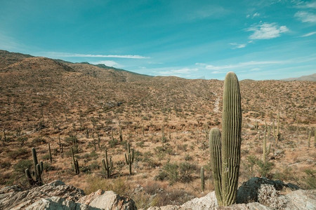 saguaro摄影照片_大Saguaro仙人掌在一个山，亚利桑那州，美国