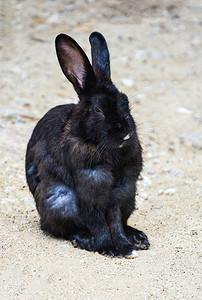 可爱兔子耳朵摄影照片_黑兔子兔子坐在地上躺在动物宠物农场 
