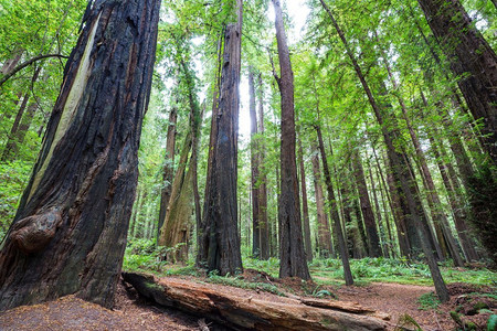红杉树叶摄影照片_美国北加州森林中的红杉