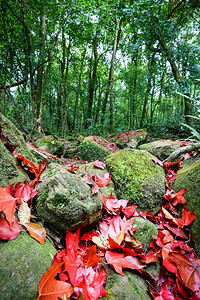 在岩石上的叶子红枫树在有绿色苔藓的水流叶颜色变化秋天森林/Acer calcaratum Gagnep