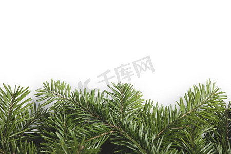 圣诞节边框用新鲜的冷杉树枝隔绝在白色背景上，复制文本空间。冷杉树枝的圣诞边框