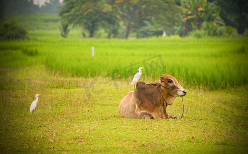 亚洲牛躺在稻田和鸟牛农业农场在农村 