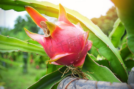 天安门背景图竖版摄影照片_大田农业种植火龙果的鲜火龙果 