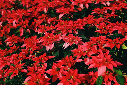 十二月花卉摄影照片_一品红圣诞传统花卉装饰圣诞快乐/花园庆祝背景中的红色一品红