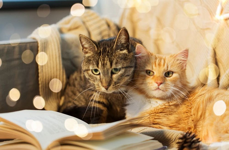 kitty摄影照片_宠物，圣诞节和hygge概念—两只猫躺在沙发上与书在家里在冬天。两只猫躺在沙发上与书在家里