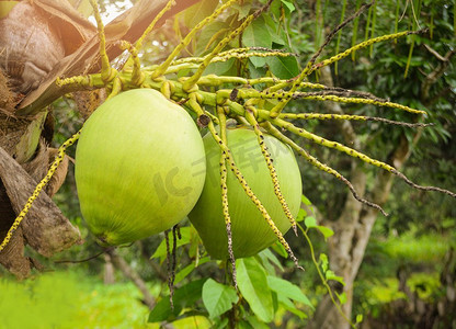 新鲜的植物摄影照片_年轻的椰子树/新鲜的绿色椰子棕榈树热带水果在植物在花园的水果在夏天