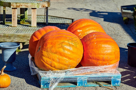 补丁摄影照片_南瓜补丁。新鲜的巨型南瓜在农场市场。美国康涅狄格州乡村景观