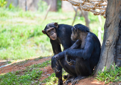 猴子很热摄影照片_黑猩猩生活在国家公园/泛穴居人