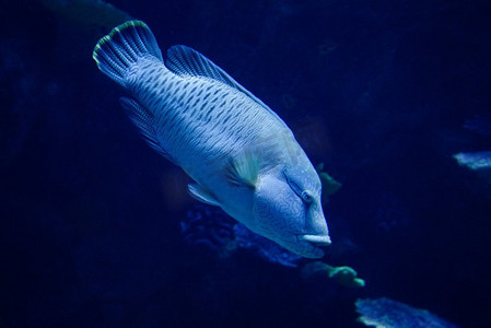 海洋生物背景摄影照片_黑头毛利鱼/拿破仑鱼游来游去的海洋生物--波纹切利鱼