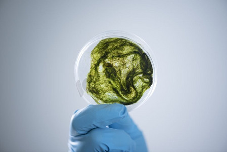 藻类生物燃料实验室、研究实验、医学和临床实验室的教育示范