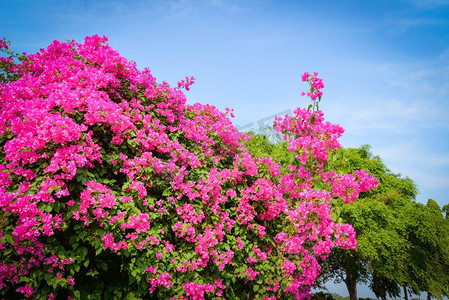 粉色的丁香花在花园公园里绽放，蓝天为背景