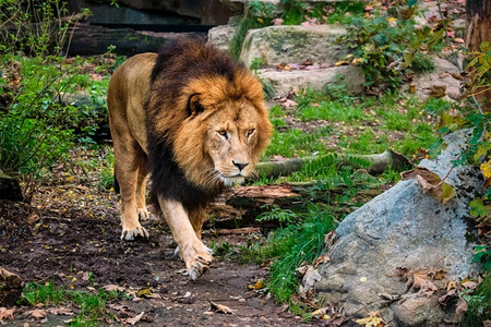 森林狮子摄影照片_丛林中的非洲狮子豹狮子座。大自然中的丛林里的狮子