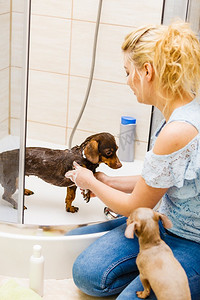 女人照顾她的小狗。女洗，洗澡下清洗腊肠犬。动物卫生概念女人洗澡她的狗
