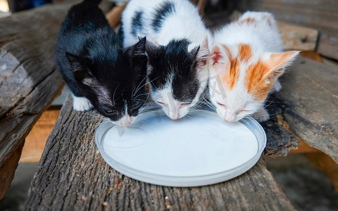 喂养小猫摄影照片_小猫饲料牛奶/美丽的三个虎斑小猫吃宠物喂养牛奶板 