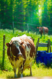 奶牛底纹摄影照片_农业、养殖动物、生态养殖理念。野牛在绿色的草地上吃草。奶牛在绿色的草地上吃草。