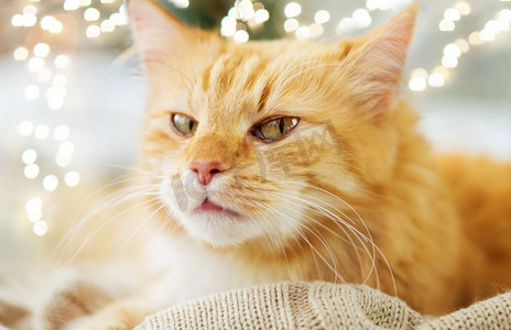 室内冬天摄影照片_宠物和hygge概念—红色花斑猫躺在毯子在家里在冬天。红色花斑猫躺在毯子在家里在冬天
