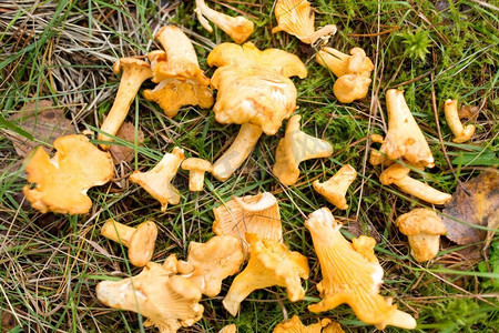 季节，自然和蘑菇采摘的概念—堆在地面上的鸡冠菌在秋天森林。在秋天的森林里，