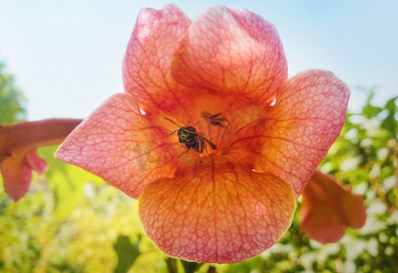 藤条纹摄影照片_近摄普通黄蜂在一个橙色喇叭花，Tecoma Alata，藤科。