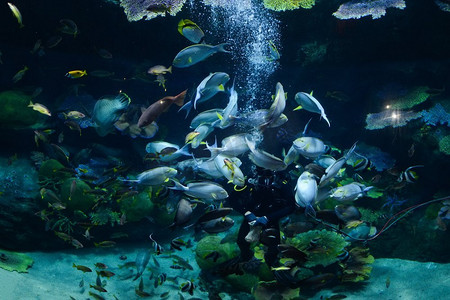 珊瑚鱼群摄影照片_喂鱼/人潜水喂鱼群鱼在水下吃食物深海生活