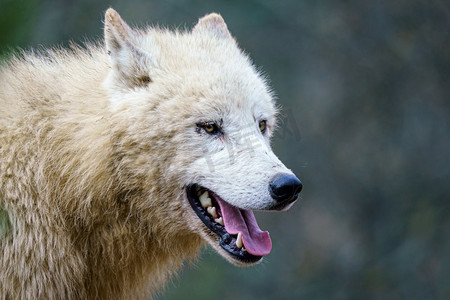 北极狼摄影照片_北极狼(Canis Lupus Arctos)，又称白狼或极地狼