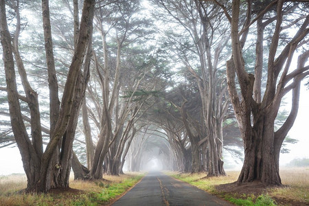 逐渐减少摄影照片_雾蒙蒙的天气里，雾气弥漫的树木在巷子里。
