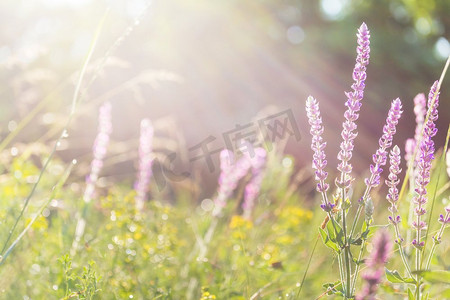 口水球摄影照片_阳光明媚的花草草地上。美丽的自然背景。