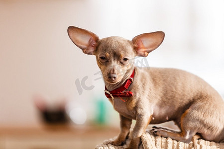 小平舍拉特尔普拉茨基krysarik纯种小狗坐在沙发沙发上放松和寒冷室内。小狗坐在沙发上