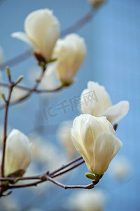 连花清瘟摄影照片_盛开的鲜花在韩国首尔的丽水道公园公园盛开。春天在树上绽放的鲜花